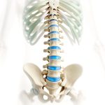 Anatomical Guide to Spinal Stretches and Vertebral Column Exercises