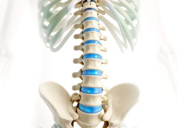 Anatomical Guide to Spinal Stretches and Vertebral Column Exercises
