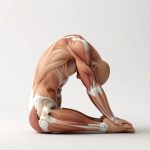 Seated Forward Fold Muscle Mechanics: Anatomical Guide to Paschimottanasana